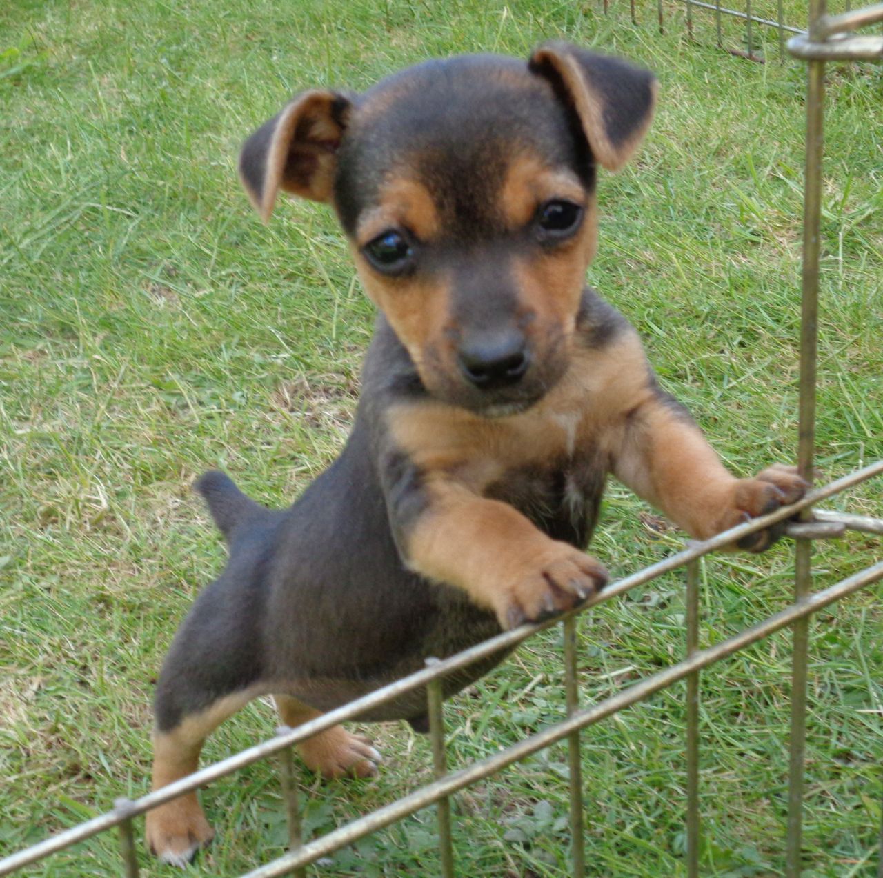 Black And Tan Jack Russell Beastyellow